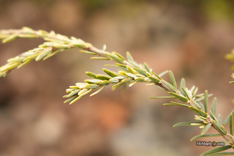 Tsuga canadensis 'Creamy' Canadian Hemlock