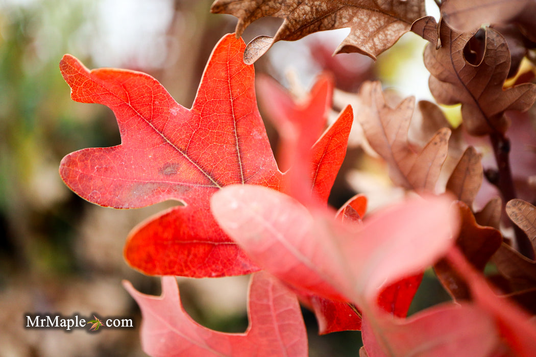 Quercus robur x alba 'Crimson Spire' Hybrid Oak