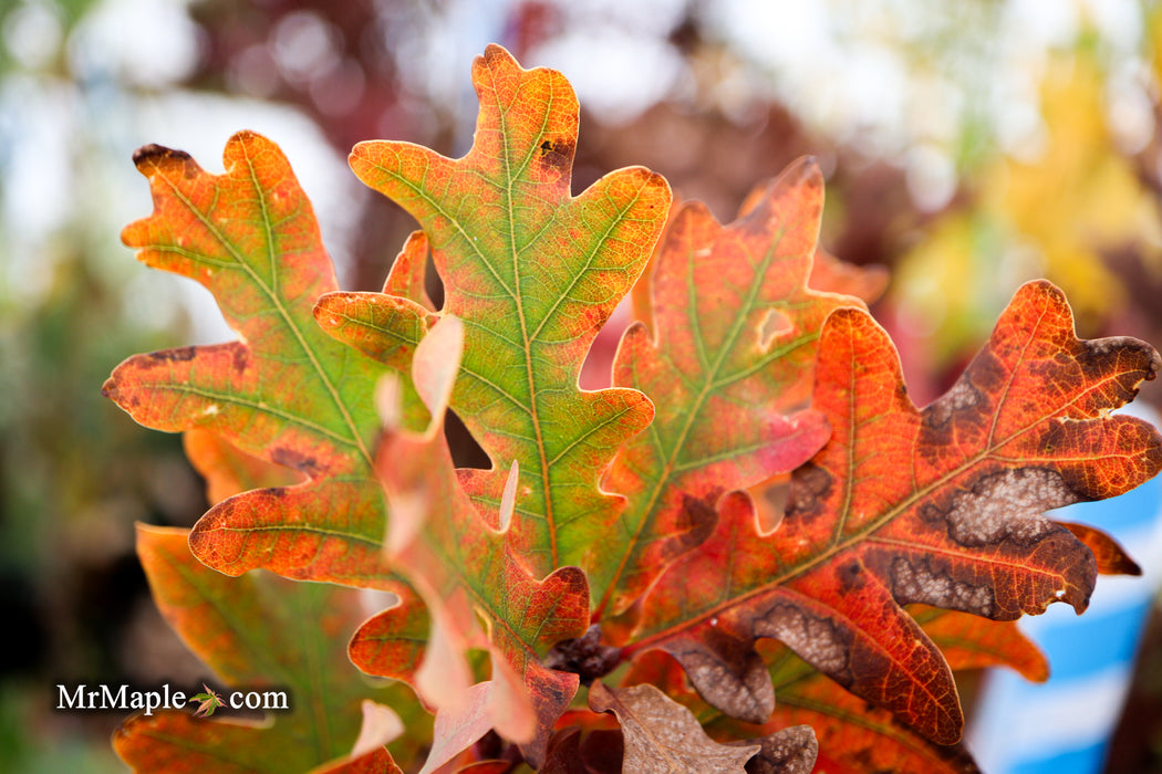 Quercus robur x alba 'Crimson Spire' Hybrid Oak