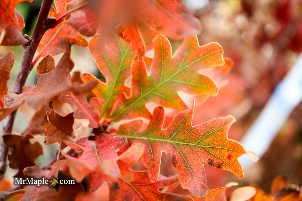 Quercus robur x alba 'Crimson Spire' Hybrid Oak