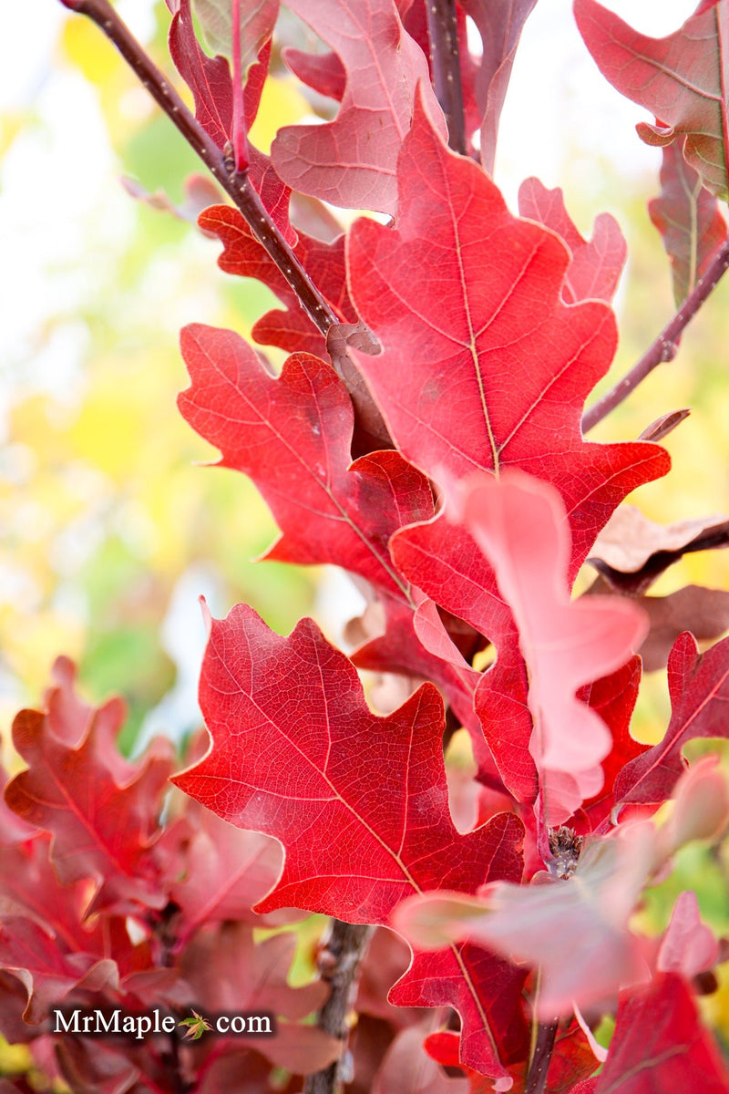 Quercus robur x alba 'Crimson Spire' Hybrid Oak