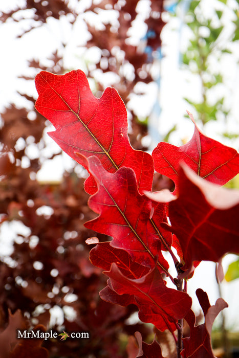 Quercus robur x alba 'Crimson Spire' Hybrid Oak