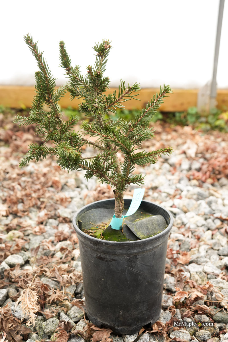 Picea abies 'Cruenta' Rare Norway Spruce