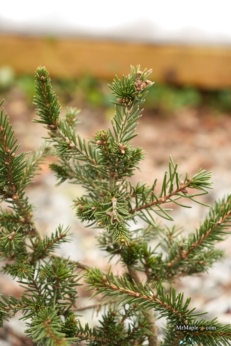 Picea abies 'Cruenta' Rare Norway Spruce