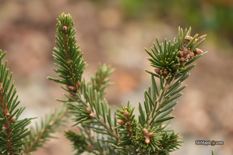 Picea abies 'Cruenta' Rare Norway Spruce