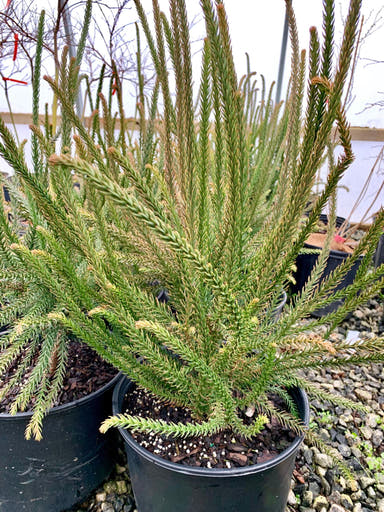 - Cryptomeria japonica 'Araucarioides' Snake-Branched Japanese Cedar - Mr Maple │ Buy Japanese Maple Trees
