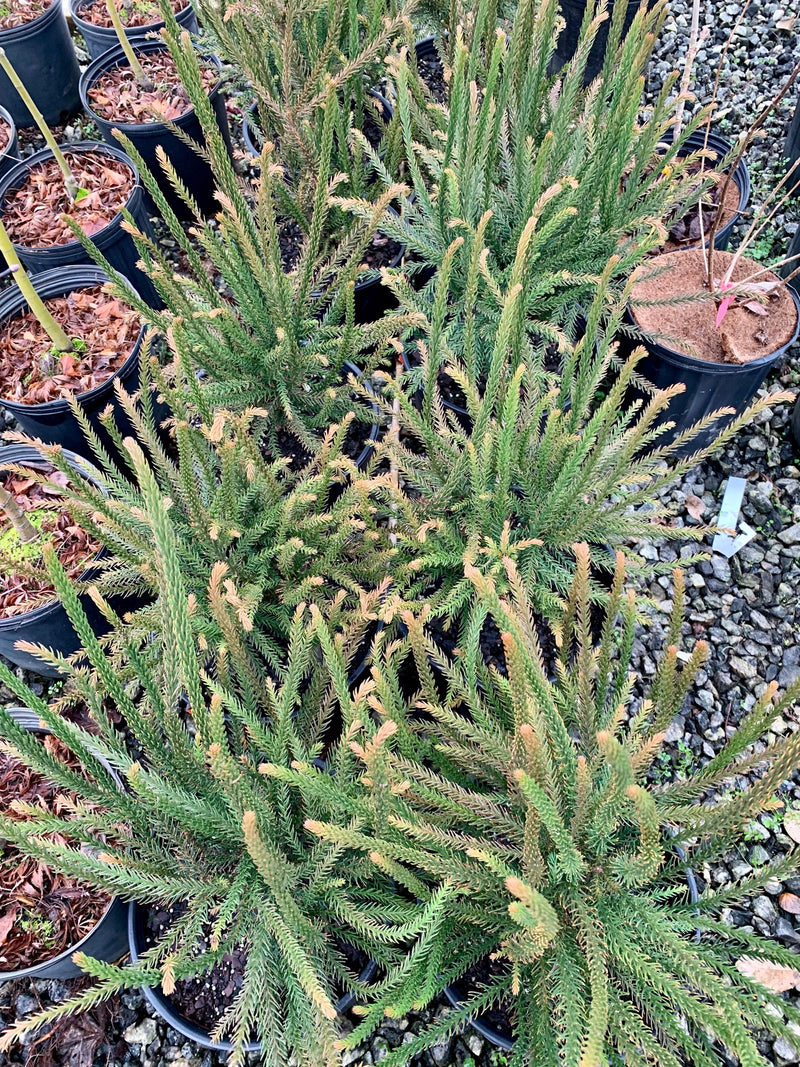 - Cryptomeria japonica 'Araucarioides' Snake-Branched Japanese Cedar - Mr Maple │ Buy Japanese Maple Trees