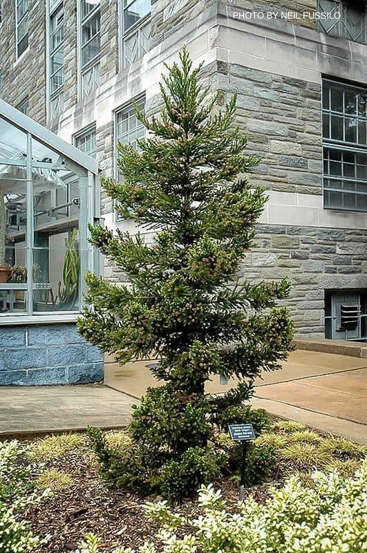 Buy Cryptomeria japonica 'Black Dragon' Dwarf Japanese Cedar — Mr