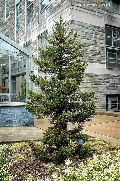 - Cryptomeria japonica 'Black Dragon' Dwarf Japanese Cedar - Mr Maple │ Buy Japanese Maple Trees