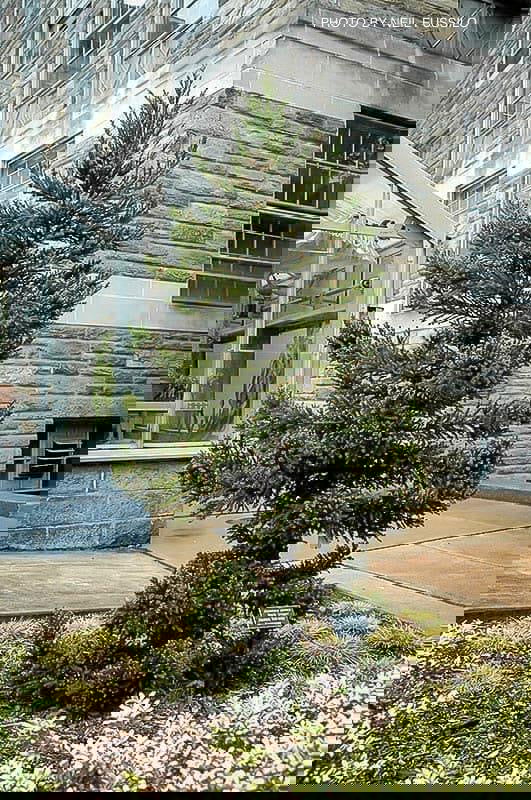 - Cryptomeria japonica 'Black Dragon' Dwarf Japanese Cedar - Mr Maple │ Buy Japanese Maple Trees