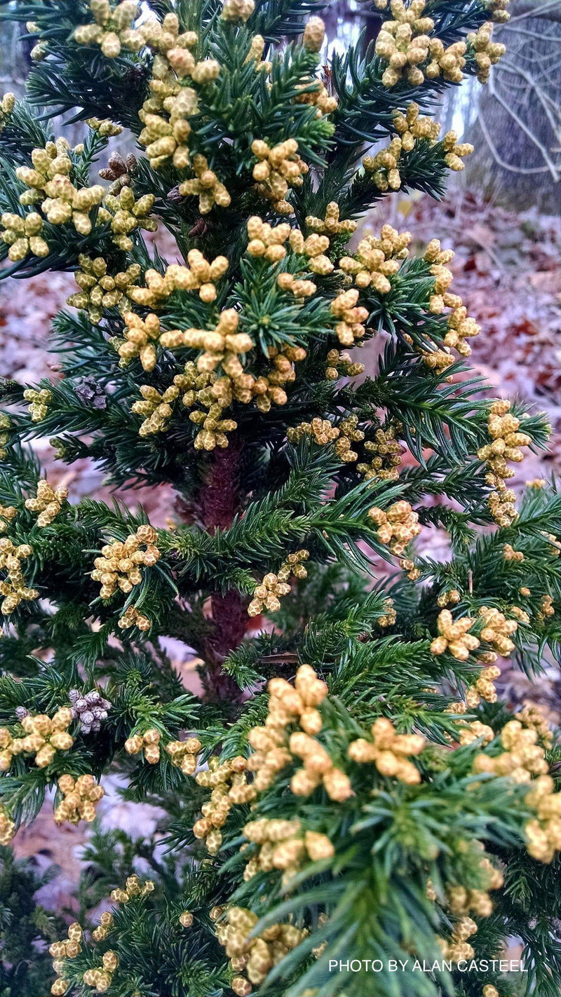 - Cryptomeria japonica 'Black Dragon' Dwarf Japanese Cedar - Mr Maple │ Buy Japanese Maple Trees