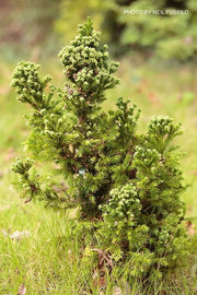 - Cryptomeria japonica 'Black Dragon' Dwarf Japanese Cedar - Mr Maple │ Buy Japanese Maple Trees