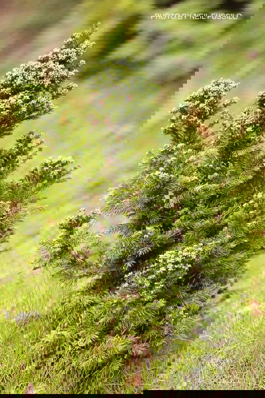 - Cryptomeria japonica 'Black Dragon' Dwarf Japanese Cedar - Mr Maple │ Buy Japanese Maple Trees