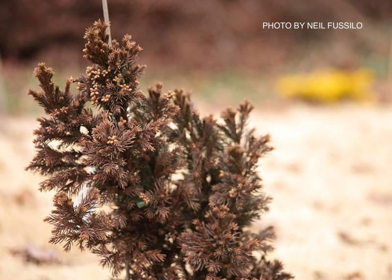 - Cryptomeria japonica 'Black Dragon' Dwarf Japanese Cedar - Mr Maple │ Buy Japanese Maple Trees