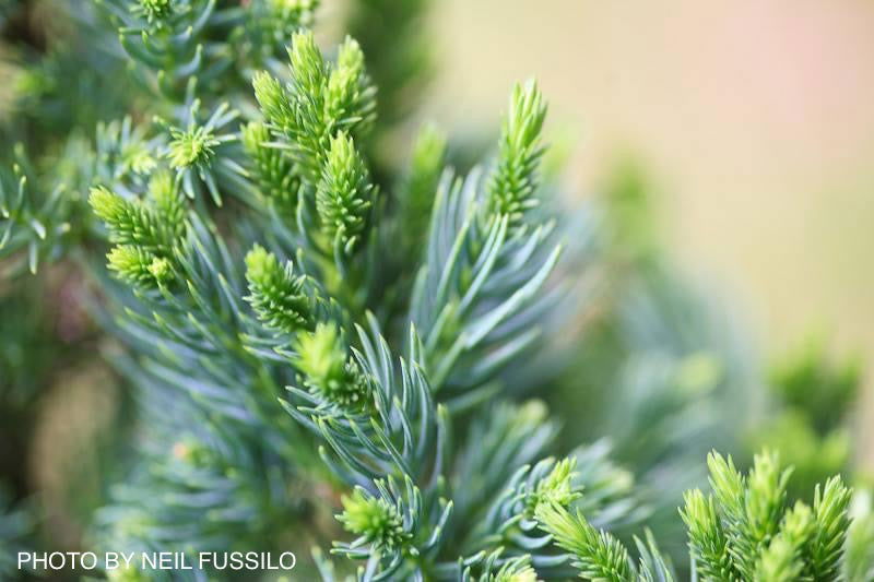 - Cryptomeria japonica 'Black Dragon' Dwarf Japanese Cedar - Mr Maple │ Buy Japanese Maple Trees