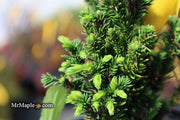 - Cryptomeria japonica 'Black Dragon' Dwarf Japanese Cedar - Mr Maple │ Buy Japanese Maple Trees