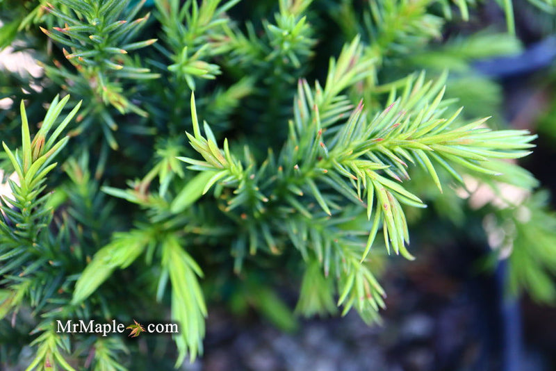 - Cryptomeria japonica 'Black Dragon' Dwarf Japanese Cedar - Mr Maple │ Buy Japanese Maple Trees