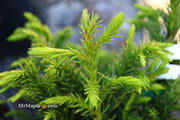 - Cryptomeria japonica 'Black Dragon' Dwarf Japanese Cedar - Mr Maple │ Buy Japanese Maple Trees