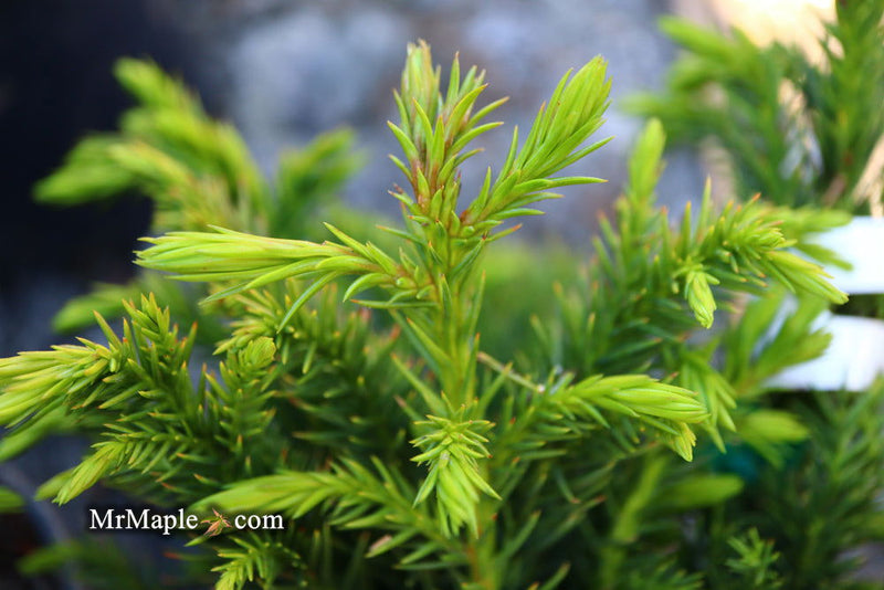 - Cryptomeria japonica 'Black Dragon' Dwarf Japanese Cedar - Mr Maple │ Buy Japanese Maple Trees