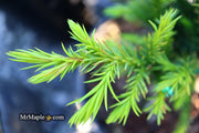 - Cryptomeria japonica 'Black Dragon' Dwarf Japanese Cedar - Mr Maple │ Buy Japanese Maple Trees