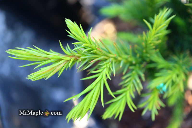 - Cryptomeria japonica 'Black Dragon' Dwarf Japanese Cedar - Mr Maple │ Buy Japanese Maple Trees