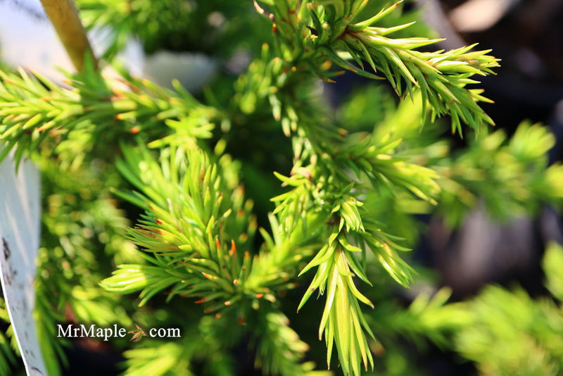 - Cryptomeria japonica 'Black Dragon' Dwarf Japanese Cedar - Mr Maple │ Buy Japanese Maple Trees