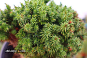 - Cryptomeria japonica 'Compressa' Dwarf Japanese Cedar - Mr Maple │ Buy Japanese Maple Trees
