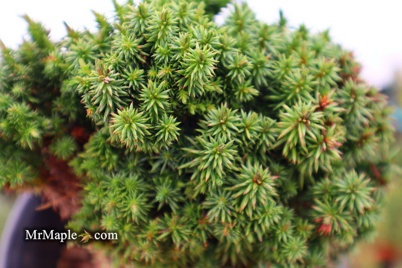 - Cryptomeria japonica 'Compressa' Dwarf Japanese Cedar - Mr Maple │ Buy Japanese Maple Trees