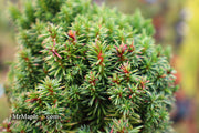 - Cryptomeria japonica 'Compressa' Dwarf Japanese Cedar - Mr Maple │ Buy Japanese Maple Trees