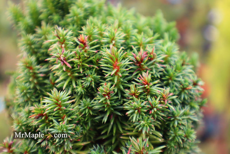 - Cryptomeria japonica 'Compressa' Dwarf Japanese Cedar - Mr Maple │ Buy Japanese Maple Trees