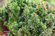 - Cryptomeria japonica 'Compressa' Dwarf Japanese Cedar - Mr Maple │ Buy Japanese Maple Trees