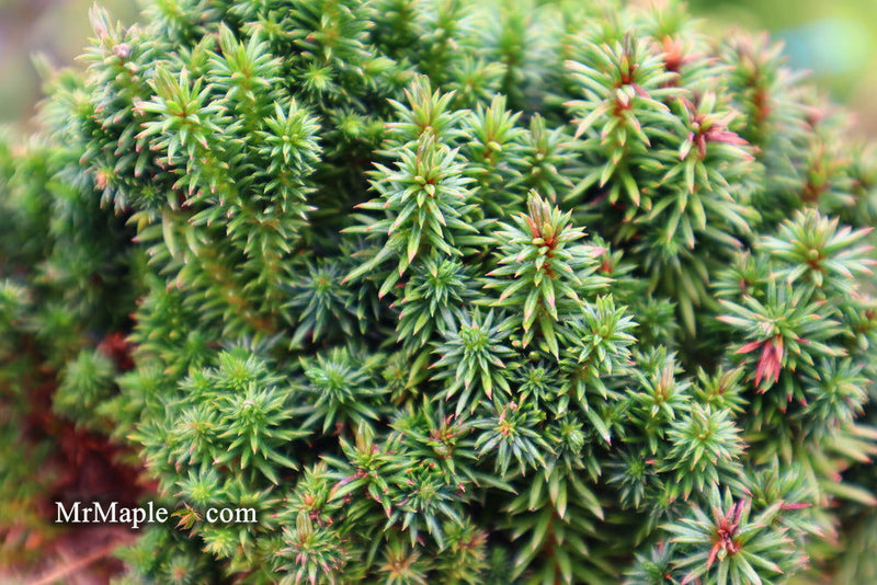 - Cryptomeria japonica 'Compressa' Dwarf Japanese Cedar - Mr Maple │ Buy Japanese Maple Trees