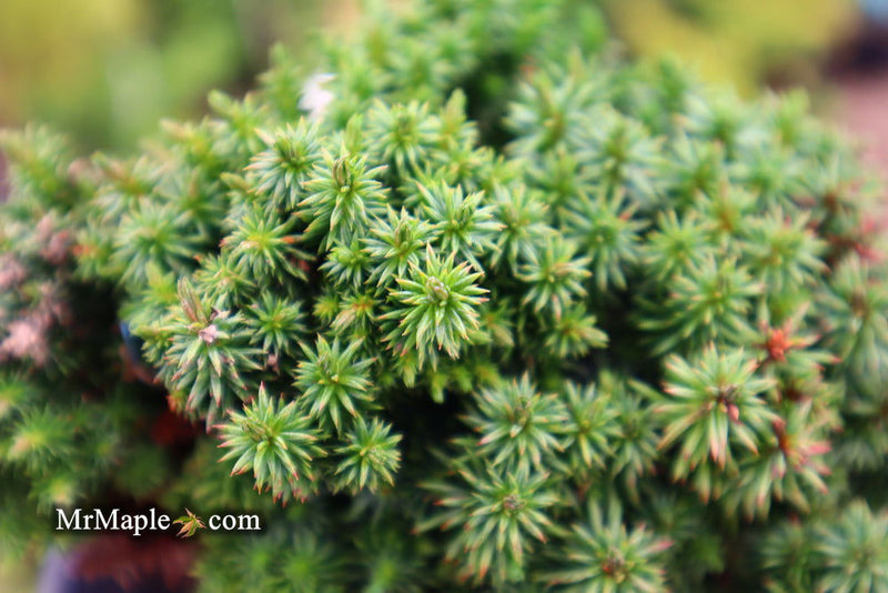 - Cryptomeria japonica 'Compressa' Dwarf Japanese Cedar - Mr Maple │ Buy Japanese Maple Trees