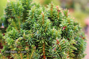 - Cryptomeria japonica 'Compressa' Dwarf Japanese Cedar - Mr Maple │ Buy Japanese Maple Trees