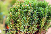 - Cryptomeria japonica 'Compressa' Dwarf Japanese Cedar - Mr Maple │ Buy Japanese Maple Trees