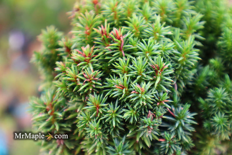 - Cryptomeria japonica 'Compressa' Dwarf Japanese Cedar - Mr Maple │ Buy Japanese Maple Trees