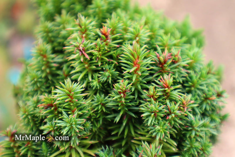 - Cryptomeria japonica 'Compressa' Dwarf Japanese Cedar - Mr Maple │ Buy Japanese Maple Trees