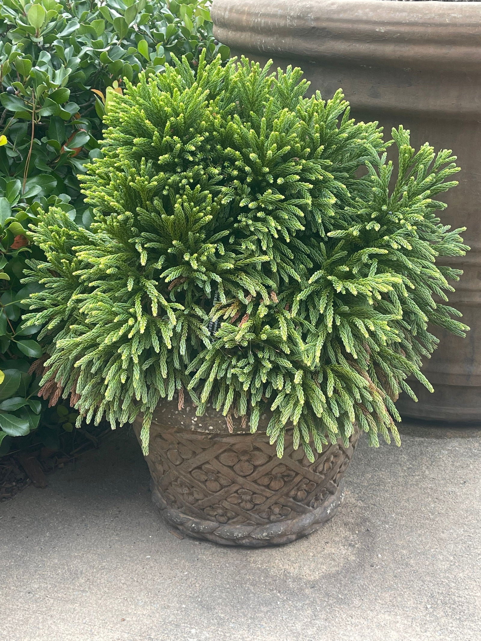 Buy Cryptomeria japonica Dragon Knight™ Dwarf Japanese Cedar — Mr