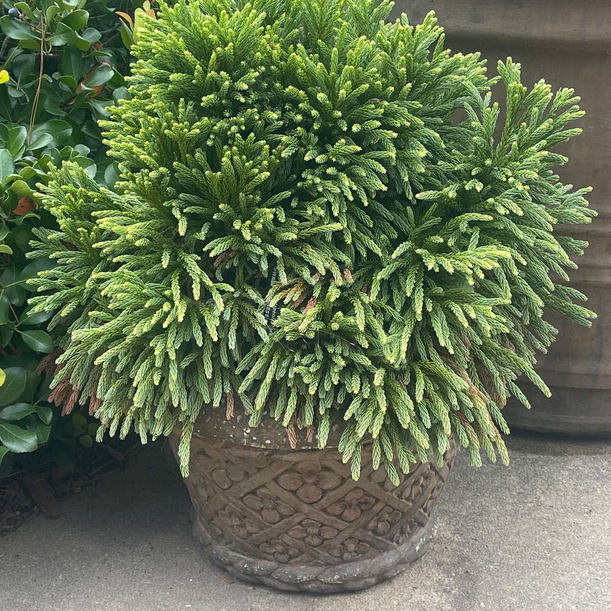 Buy Cryptomeria japonica Dragon Knight™ Dwarf Japanese Cedar — Mr