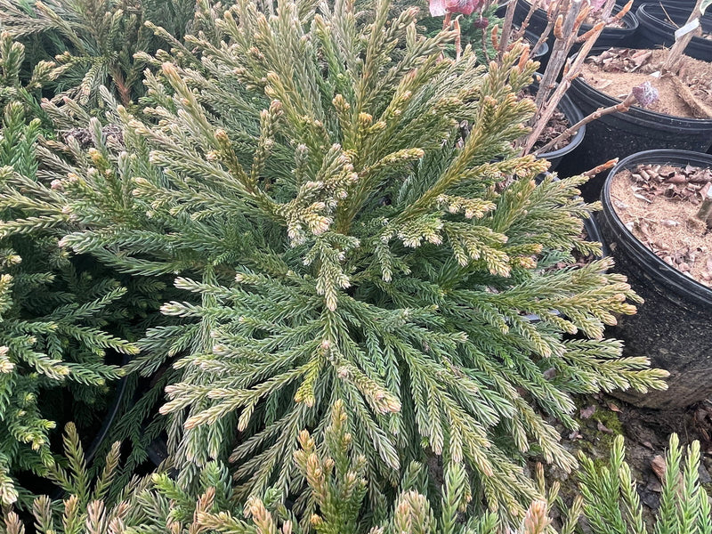 - Cryptomeria japonica Dragon Knight™ Dwarf Japanese Cedar - Mr Maple │ Buy Japanese Maple Trees