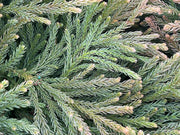 - Cryptomeria japonica Dragon Knight™ Dwarf Japanese Cedar - Mr Maple │ Buy Japanese Maple Trees