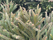 - Cryptomeria japonica Dragon Knight™ Dwarf Japanese Cedar - Mr Maple │ Buy Japanese Maple Trees