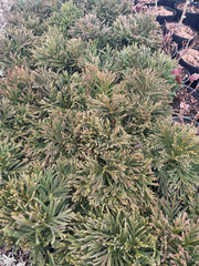 - Cryptomeria japonica Dragon Knight™ Dwarf Japanese Cedar - Mr Maple │ Buy Japanese Maple Trees