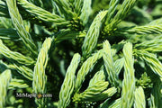 - Cryptomeria japonica Dragon Knight™ Dwarf Japanese Cedar - Mr Maple │ Buy Japanese Maple Trees