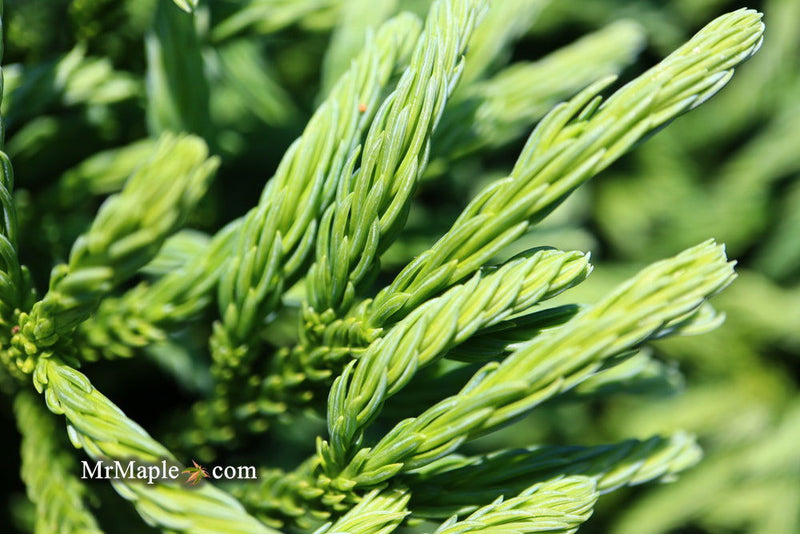 - Cryptomeria japonica Dragon Knight™ Dwarf Japanese Cedar - Mr Maple │ Buy Japanese Maple Trees