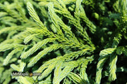 - Cryptomeria japonica Dragon Knight™ Dwarf Japanese Cedar - Mr Maple │ Buy Japanese Maple Trees
