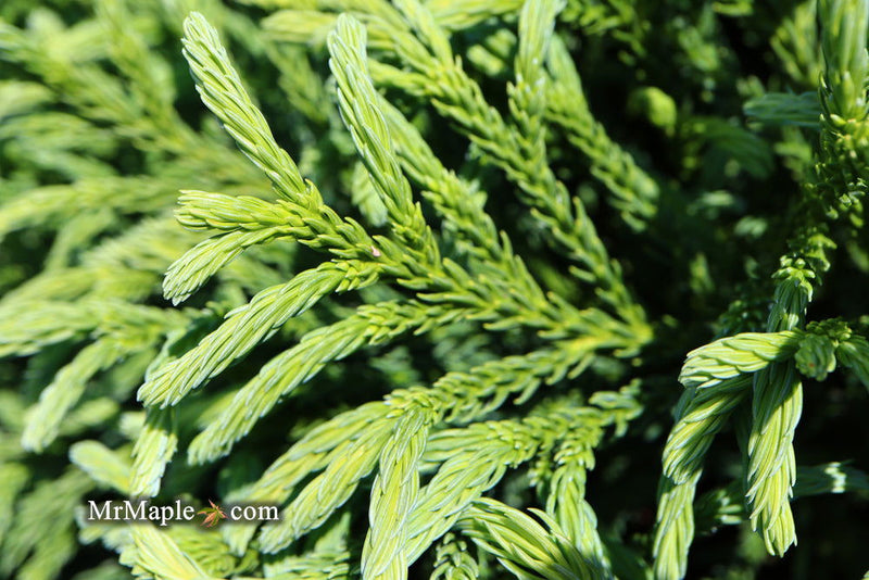 - Cryptomeria japonica Dragon Knight™ Dwarf Japanese Cedar - Mr Maple │ Buy Japanese Maple Trees
