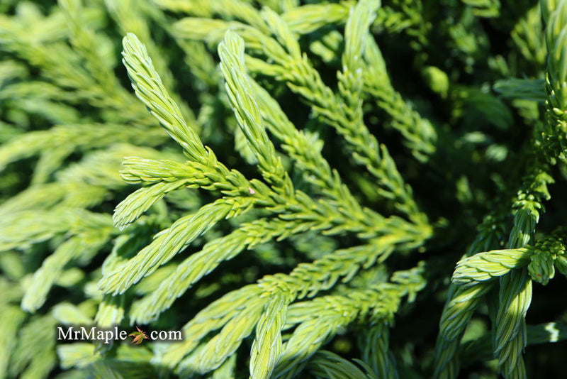 - Cryptomeria japonica Dragon Knight™ Dwarf Japanese Cedar - Mr Maple │ Buy Japanese Maple Trees