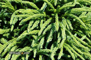 - Cryptomeria japonica Dragon Knight™ Dwarf Japanese Cedar - Mr Maple │ Buy Japanese Maple Trees