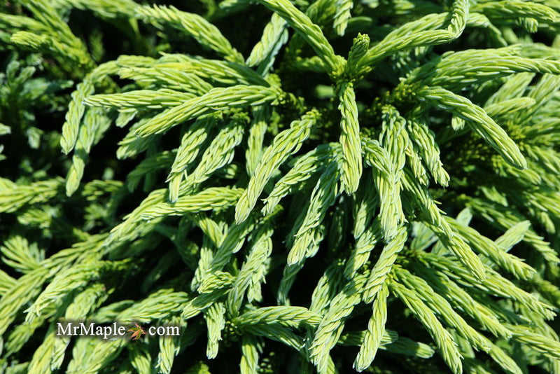 - Cryptomeria japonica Dragon Knight™ Dwarf Japanese Cedar - Mr Maple │ Buy Japanese Maple Trees